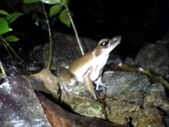 Indosylvirana