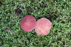 Suillus spraguei