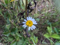 Leucanthemum vulgare