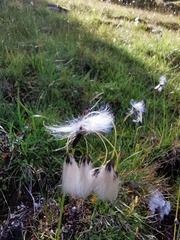 Eriophorum