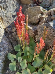 Oxyria digyna