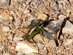 Roeseliana roeselii
