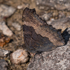 Aglais milberti