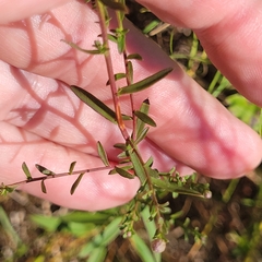 Symphyotrichum dumosum