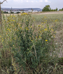 Jacobaea erucifolia
