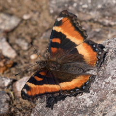 Aglais milberti