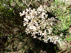 Valeriana hirtella