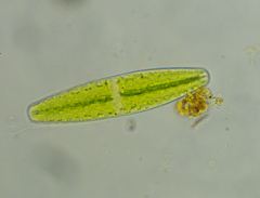 Netrium digitus