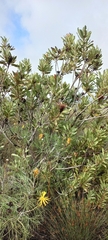 Protea laurifolia