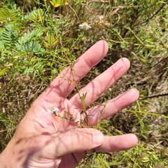 Symphyotrichum dumosum