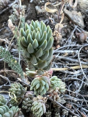 Sedum lanceolatum
