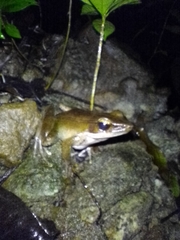 Indosylvirana