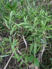Dichanthelium scoparium