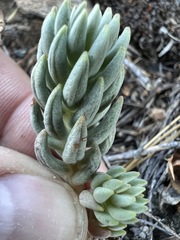 Sedum lanceolatum