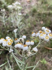 Anaphalis margaritacea