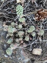 Sedum lanceolatum