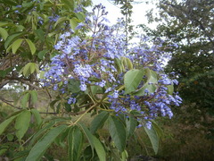 Vitex pyramidata