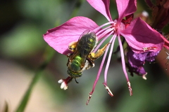 Agapostemon