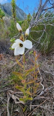 Drosera cistiflora