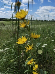 Helianthus pauciflorus