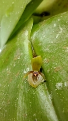 Pleurothallis rhodoglossa