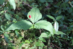 Trillium undulatum