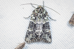 Lacinipolia strigicollis