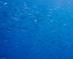 Decapterus macarellus