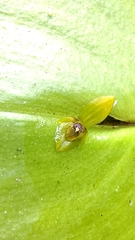 Pleurothallis rhodoglossa