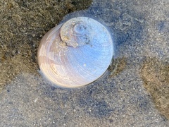 Neverita duplicata
