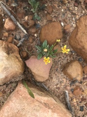 Zaluzianskya divaricata