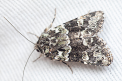 Lacinipolia strigicollis