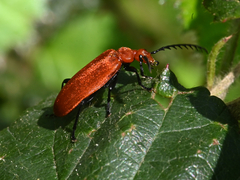Pyrochroa serraticornis