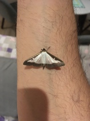 Cydalima perspectalis
