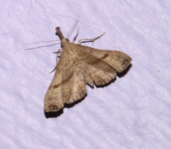 Palthis angulalis