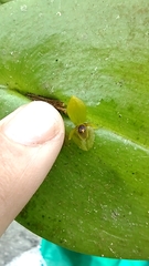 Pleurothallis rhodoglossa