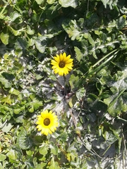 Arctotheca calendula