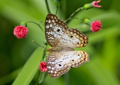 Anartia jatrophae