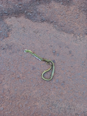 Erythrolamprus macrosomus