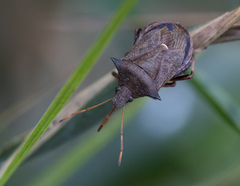 Picromerus bidens