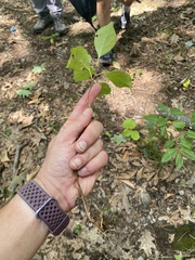 Celastrus orbiculatus