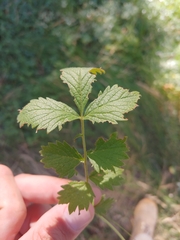 Potentilla flabellifolia