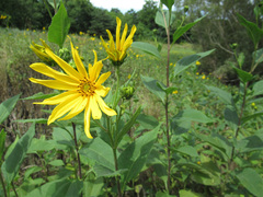 Helianthus tuberosus