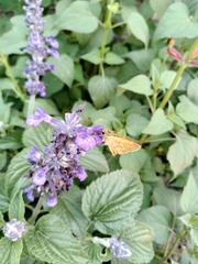 Ochlodes sylvanoides