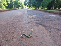 Erythrolamprus macrosomus