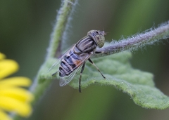Eristalinus megacephalus