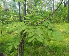Sorbus sibirica