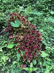 Coleus scutellarioides