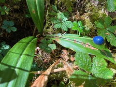 Clintonia uniflora