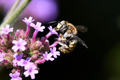 Anthidium manicatum